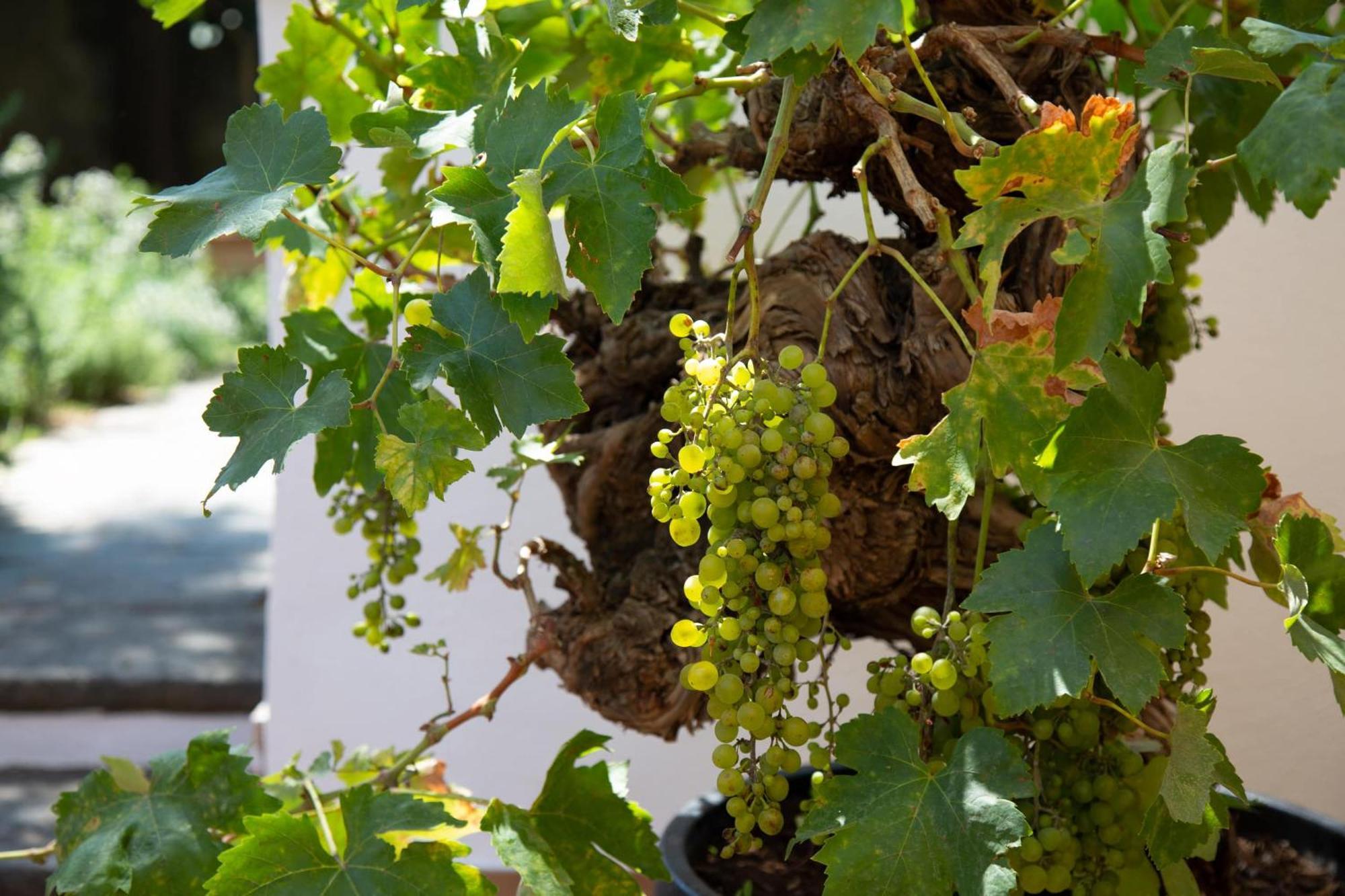 Xenia House Sorrento Hotel Стая снимка